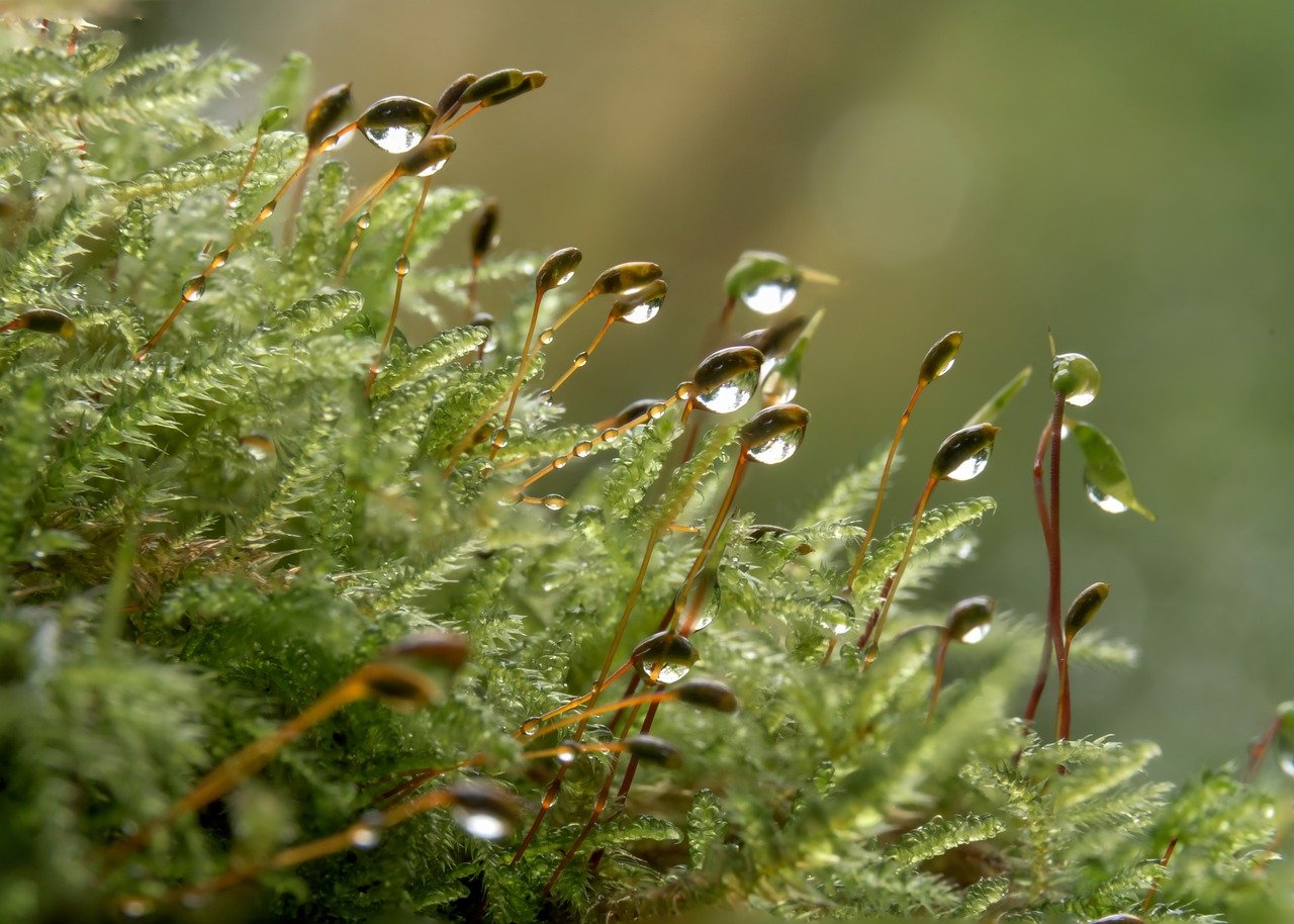 Guide to Creating an Eco-Friendly Rain Garden